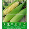CO04 Gantian no.3 early maturity op yellow sweet corn seeds for sale